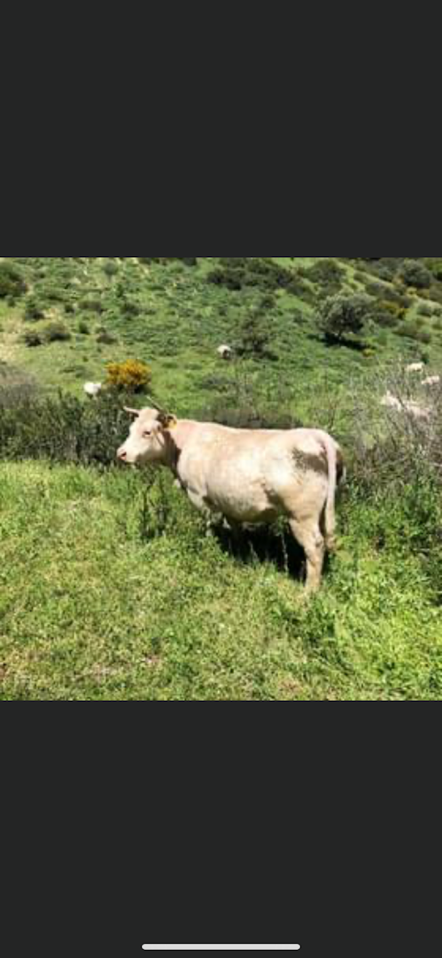 Macelleria Carni Locali Fazio · Foto 14